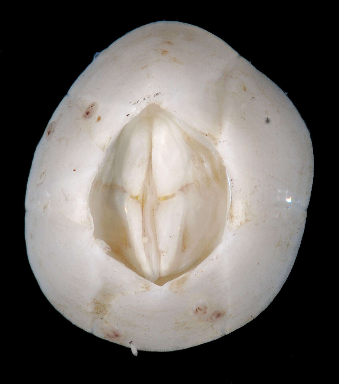 Image of chelonibiid barnacles