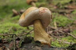 Imagem de Tylopilus felleus (Bull.) P. Karst. 1881