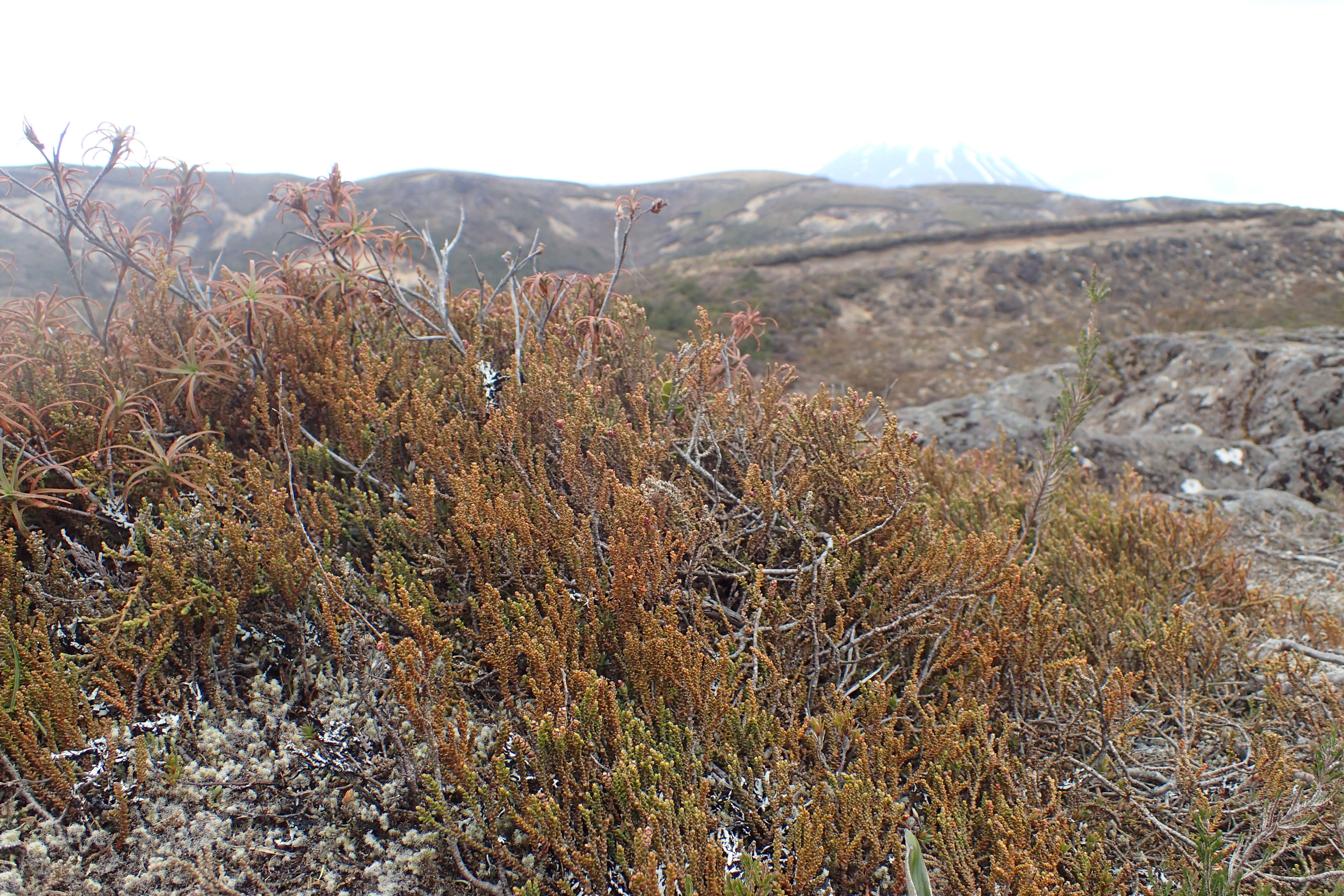 Image of Mountain Rimu