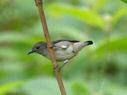 Image of Scarlet-backed Flowerpecker