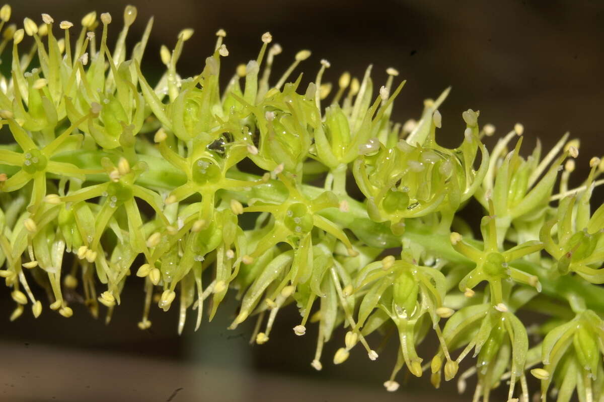 صورة Tofieldia calyculata (L.) Wahlenb.