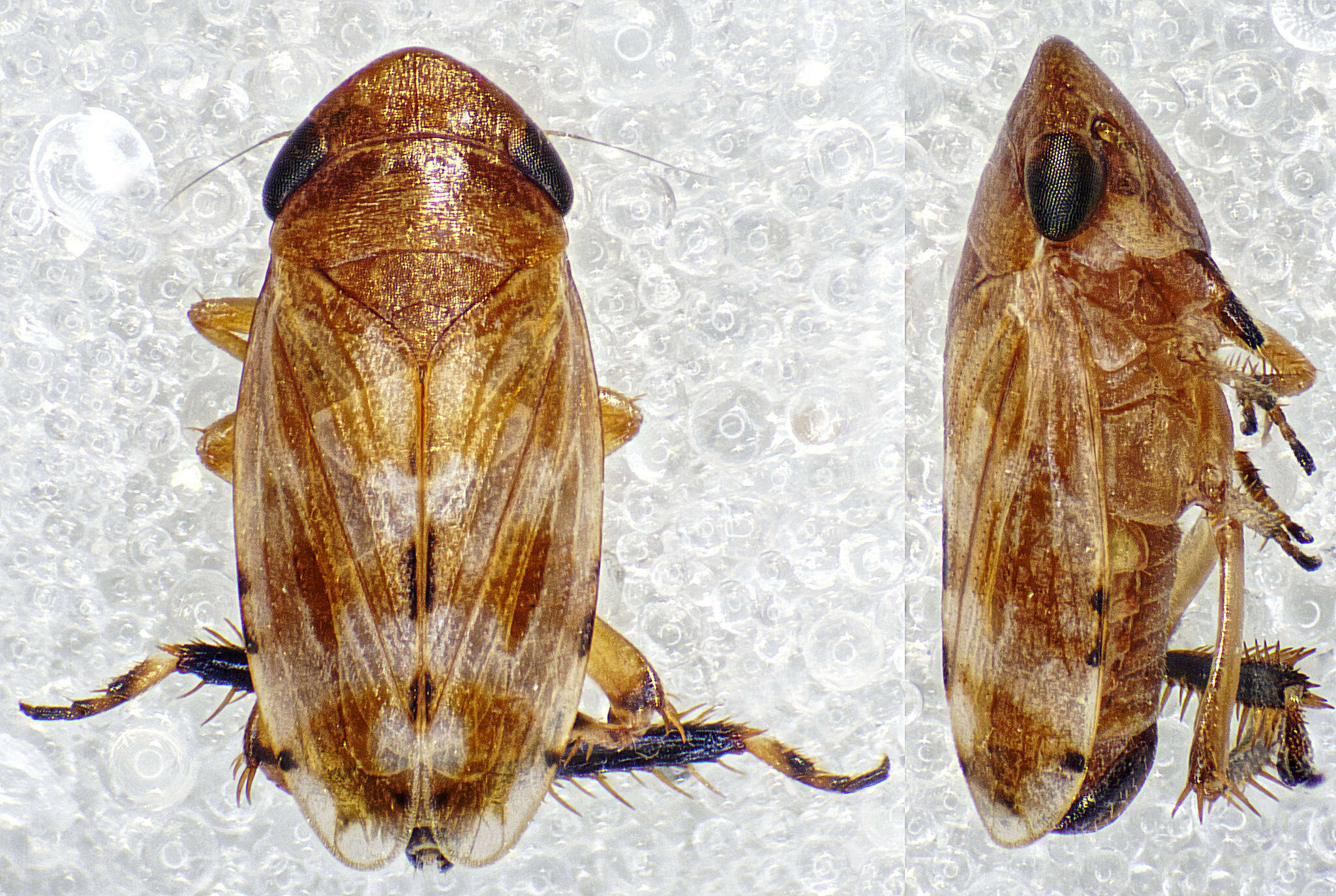 Image of <i>Anoscopus albifrons</i>