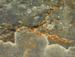 Image of cracked lichen