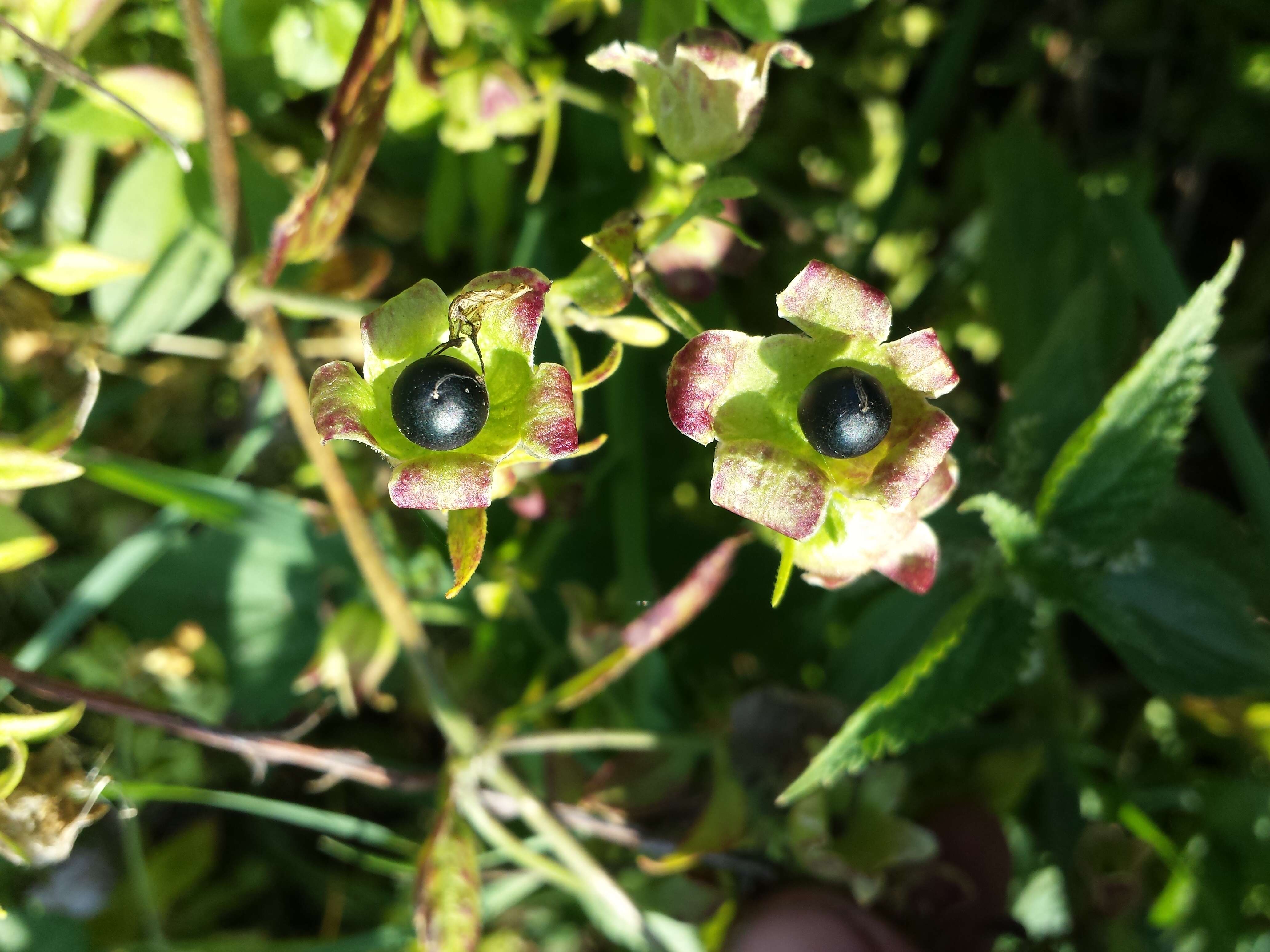 Imagem de Silene baccifera (L.) Roth