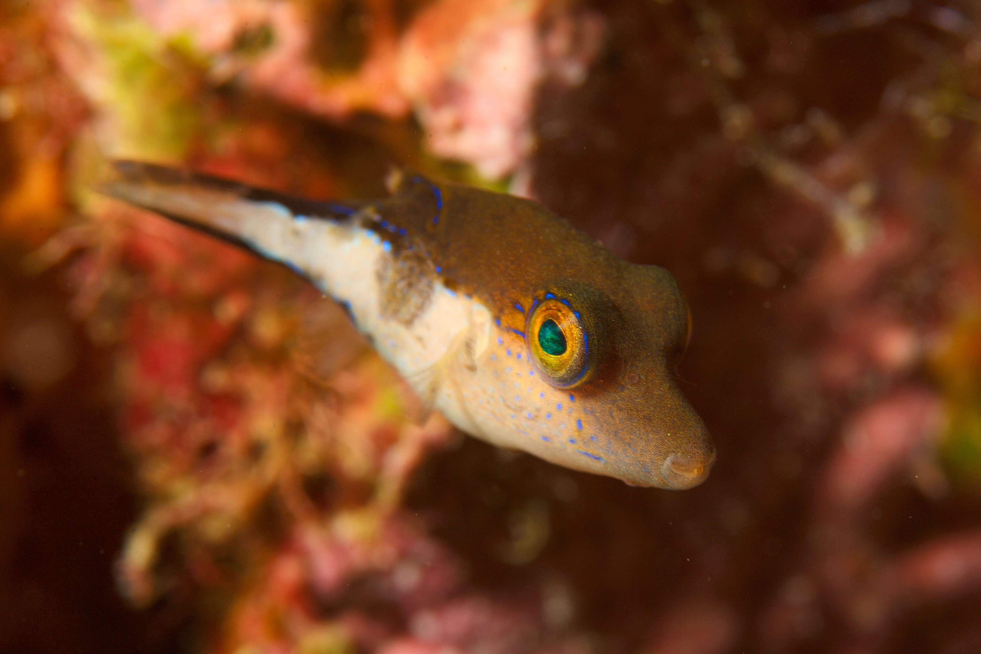 Image of Caribbean Sharpnose-puffer