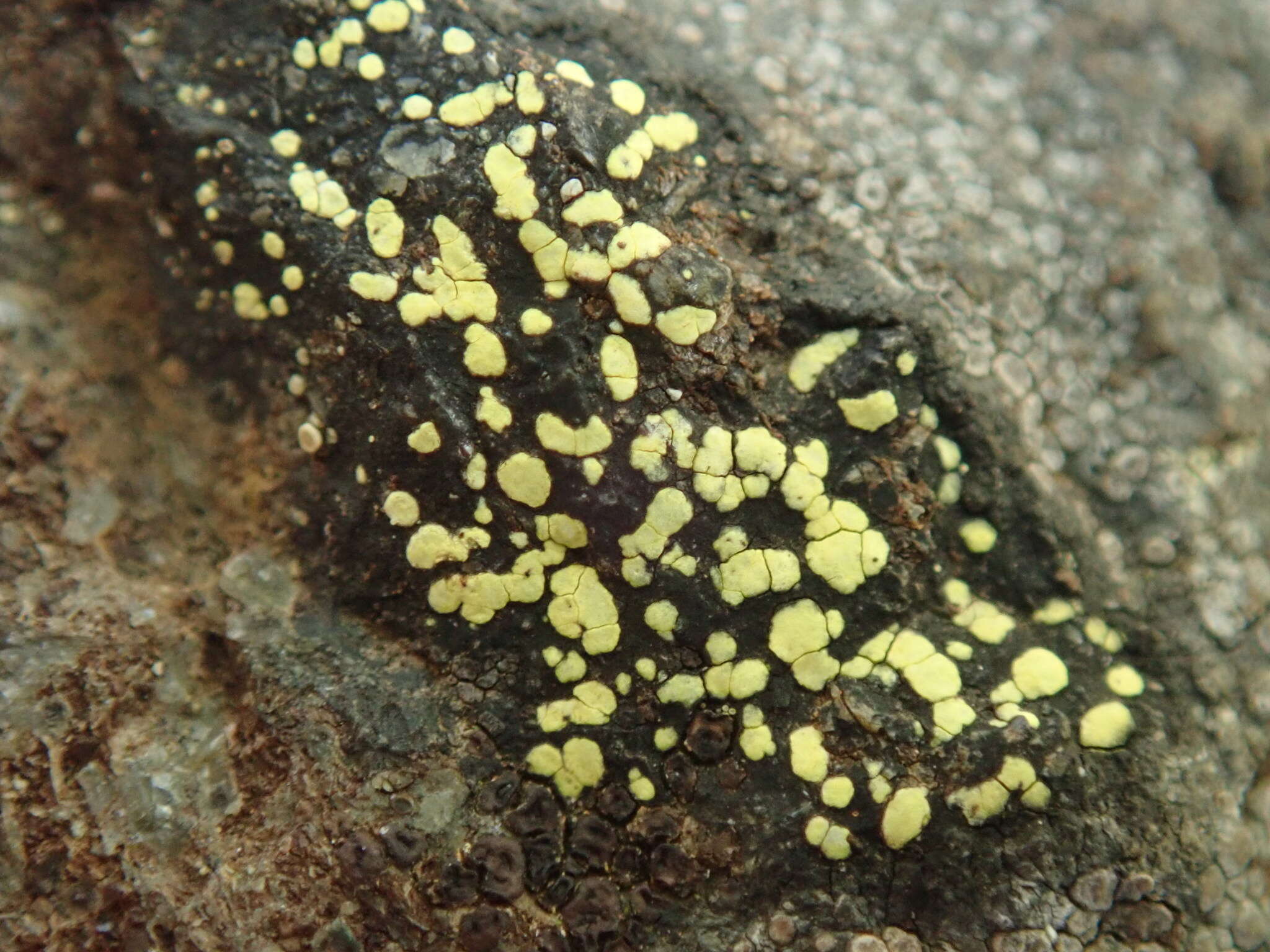 Image of Yellow map lichen;   World map lichen