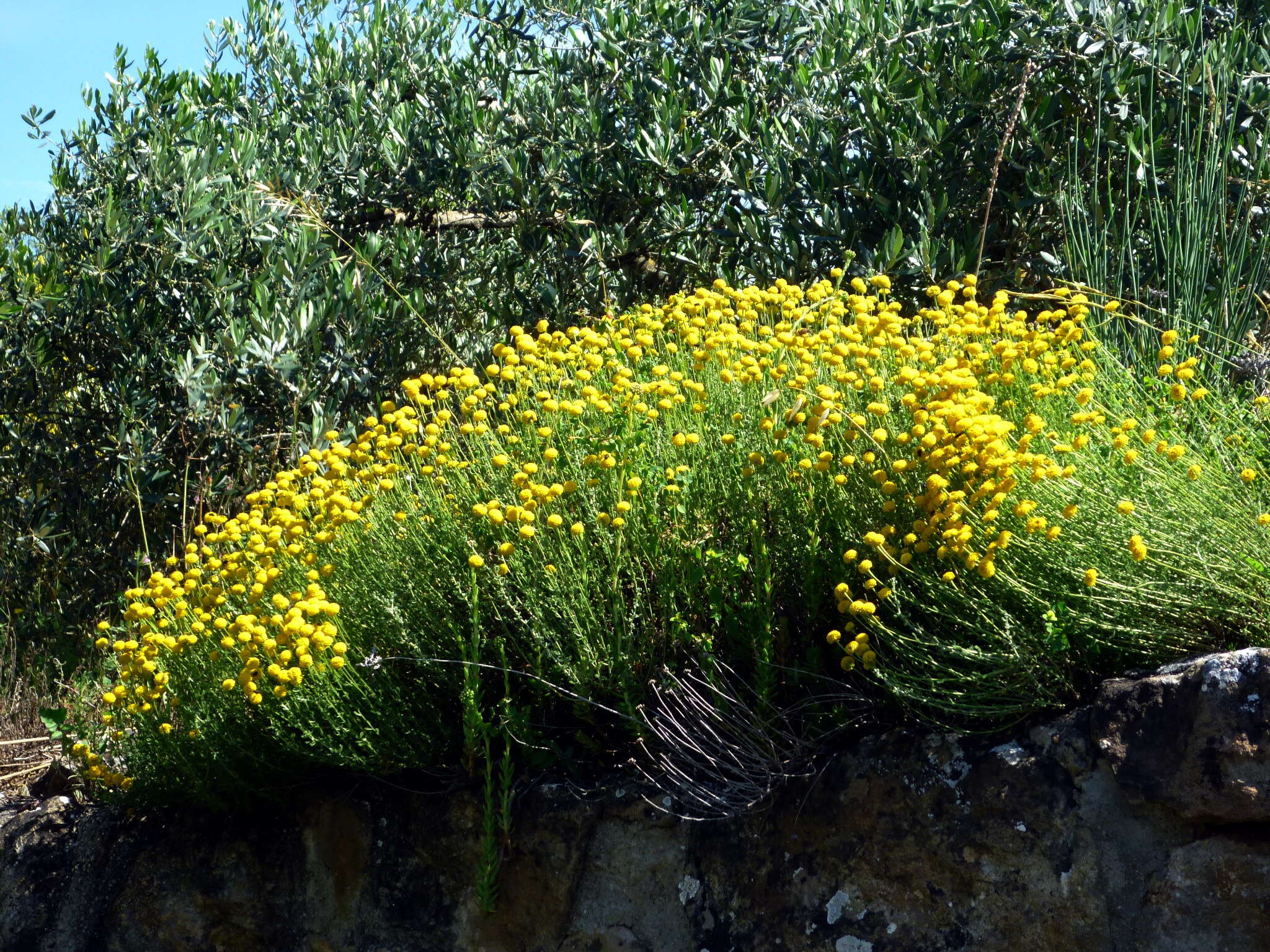 Image of lavender cotton