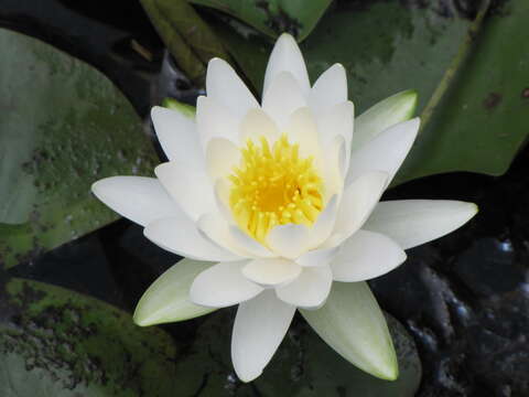 Image de Nymphaea odorata subsp. tuberosa (Paine) J. H. Wiersema & C. B. Hellquist