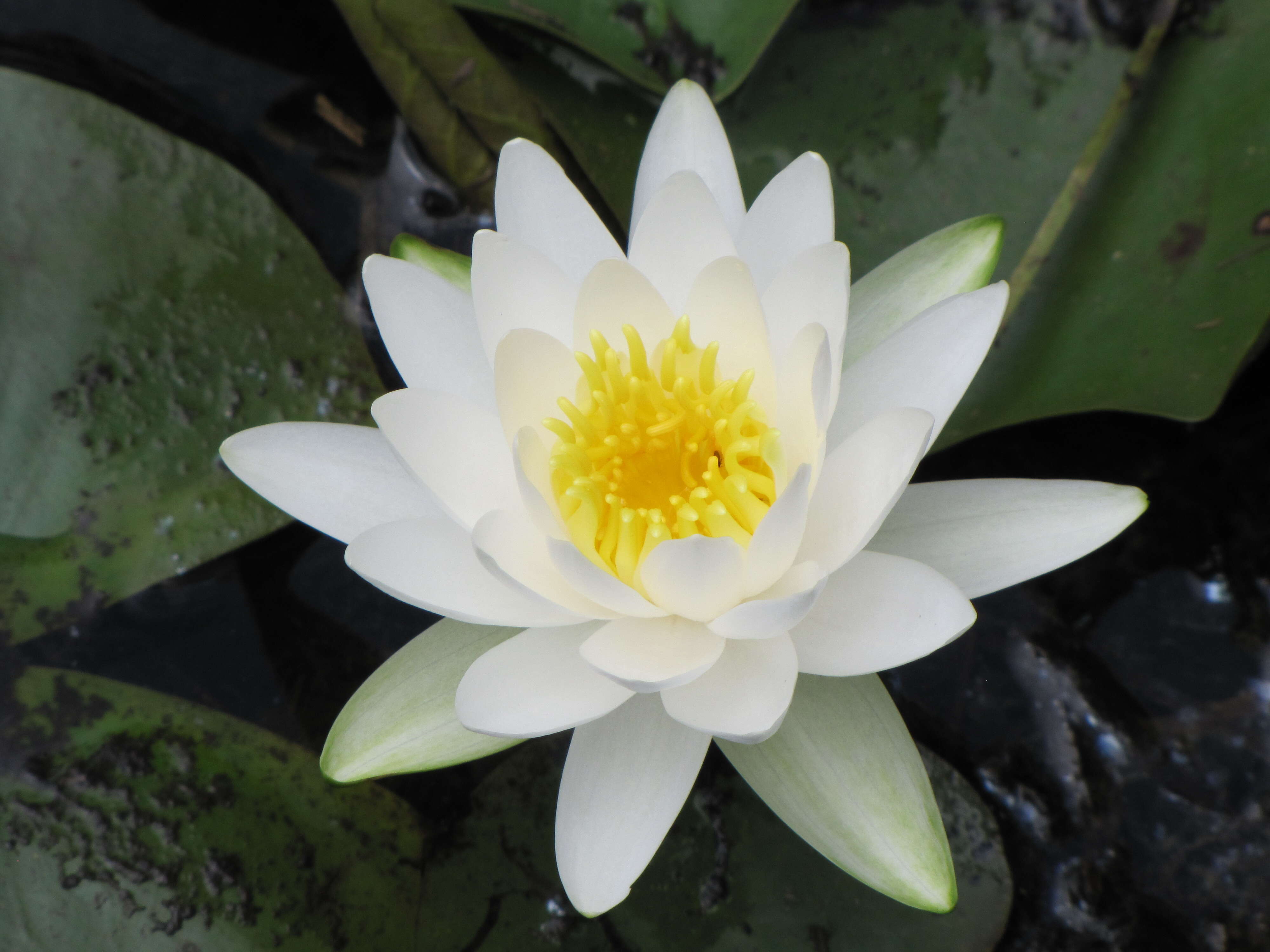 Image of American white waterlily