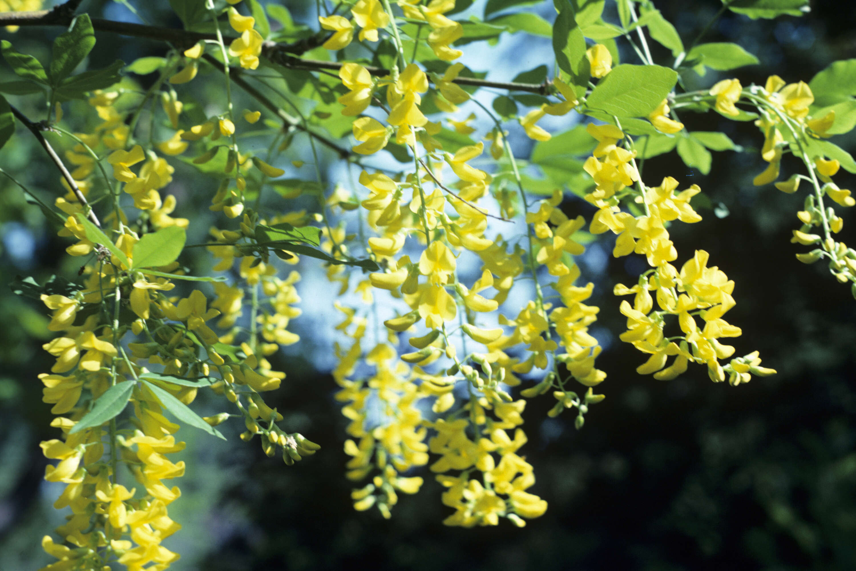 Image of Waterer's Laburnum