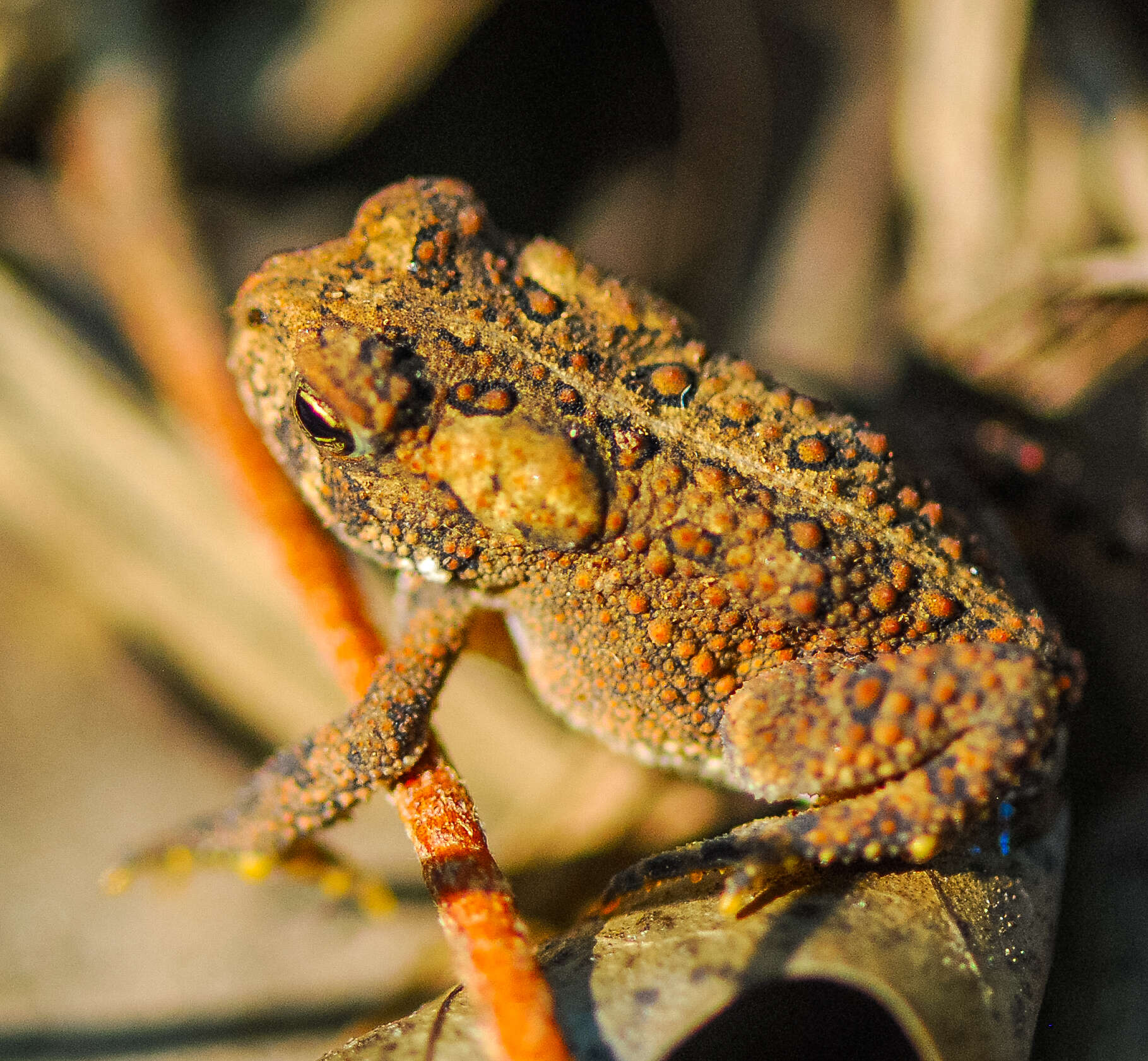 Imagem de Anaxyrus americanus (Holbrook 1836)