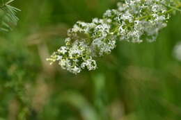 Image of White bedstraw