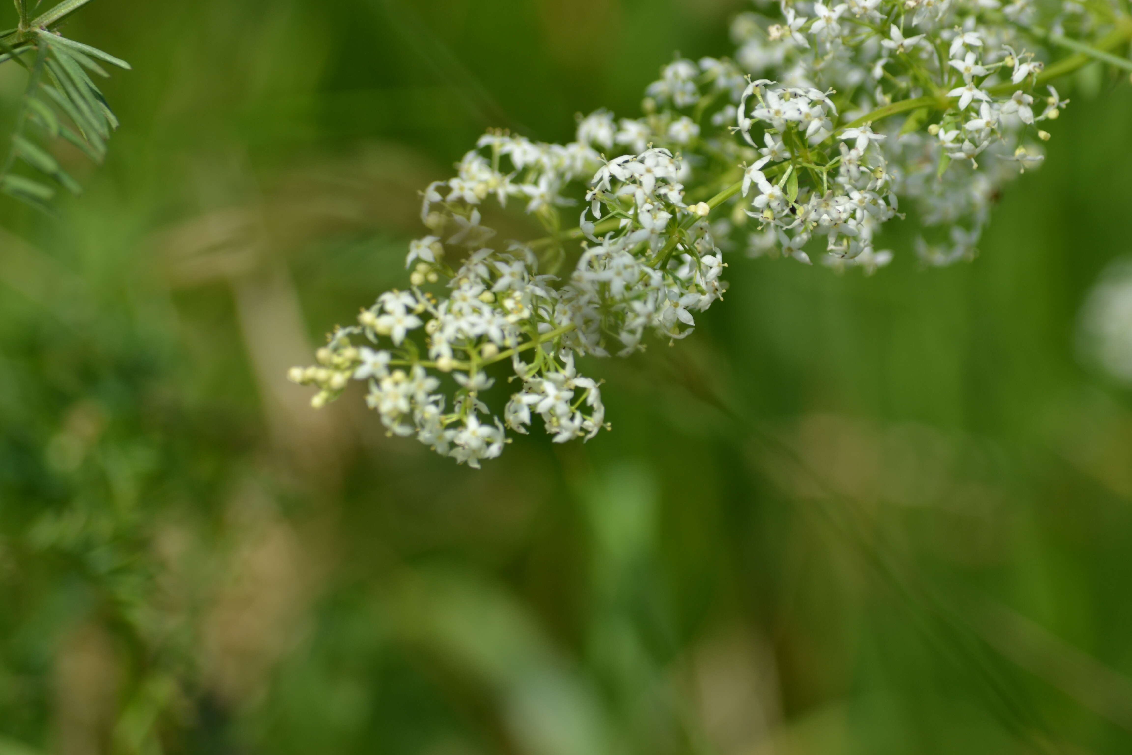 Plancia ëd Galium mollugo L.