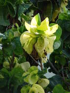 Image de Acalypha wilkesiana Müll. Arg.