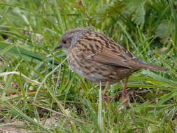 Image of Dunnock