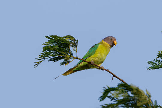 Image of Plum-headed Parakeet