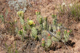 Image of Panhandle Prickly-pear