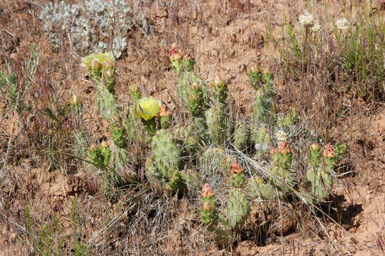 Image of Panhandle Prickly-pear