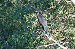 Image of Black Shag