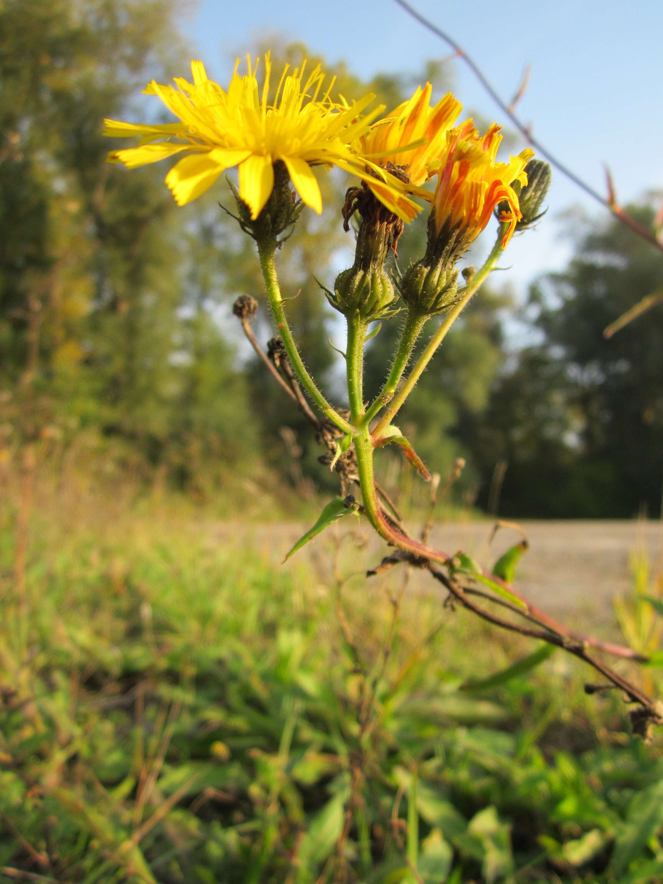 Image of hawkweed oxtongue