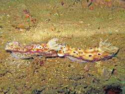 Image of Leopard head flapper slug