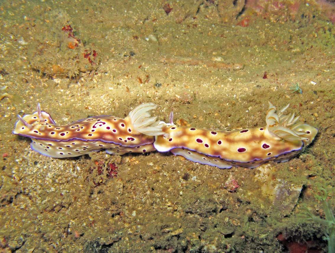 Image of Leopard head flapper slug