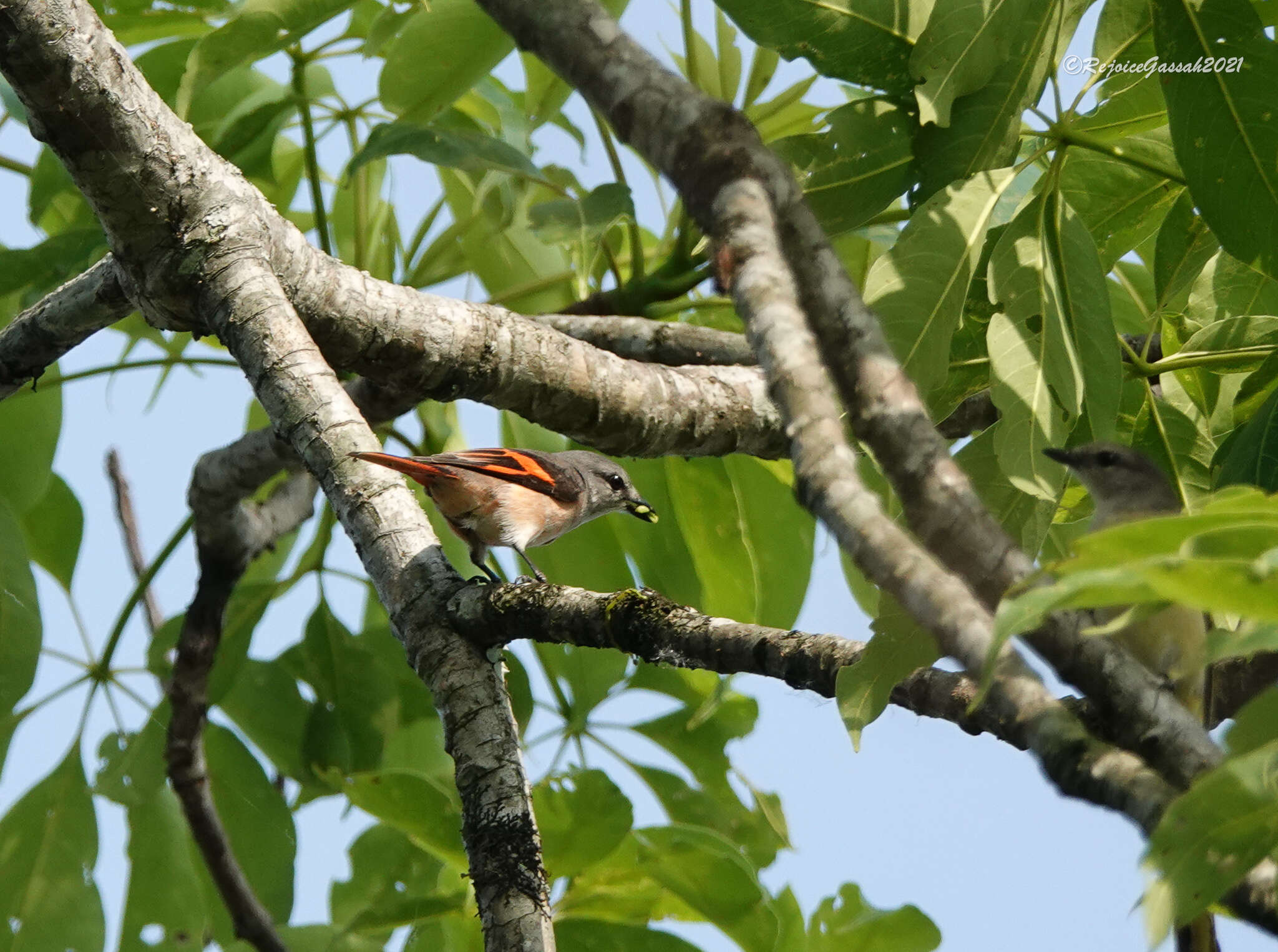 Image of Rosy Minivet