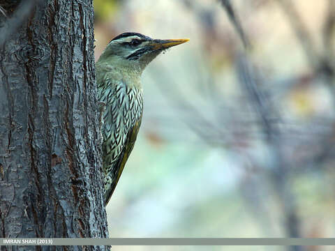 Image of Scaly-bellied Woodpecker