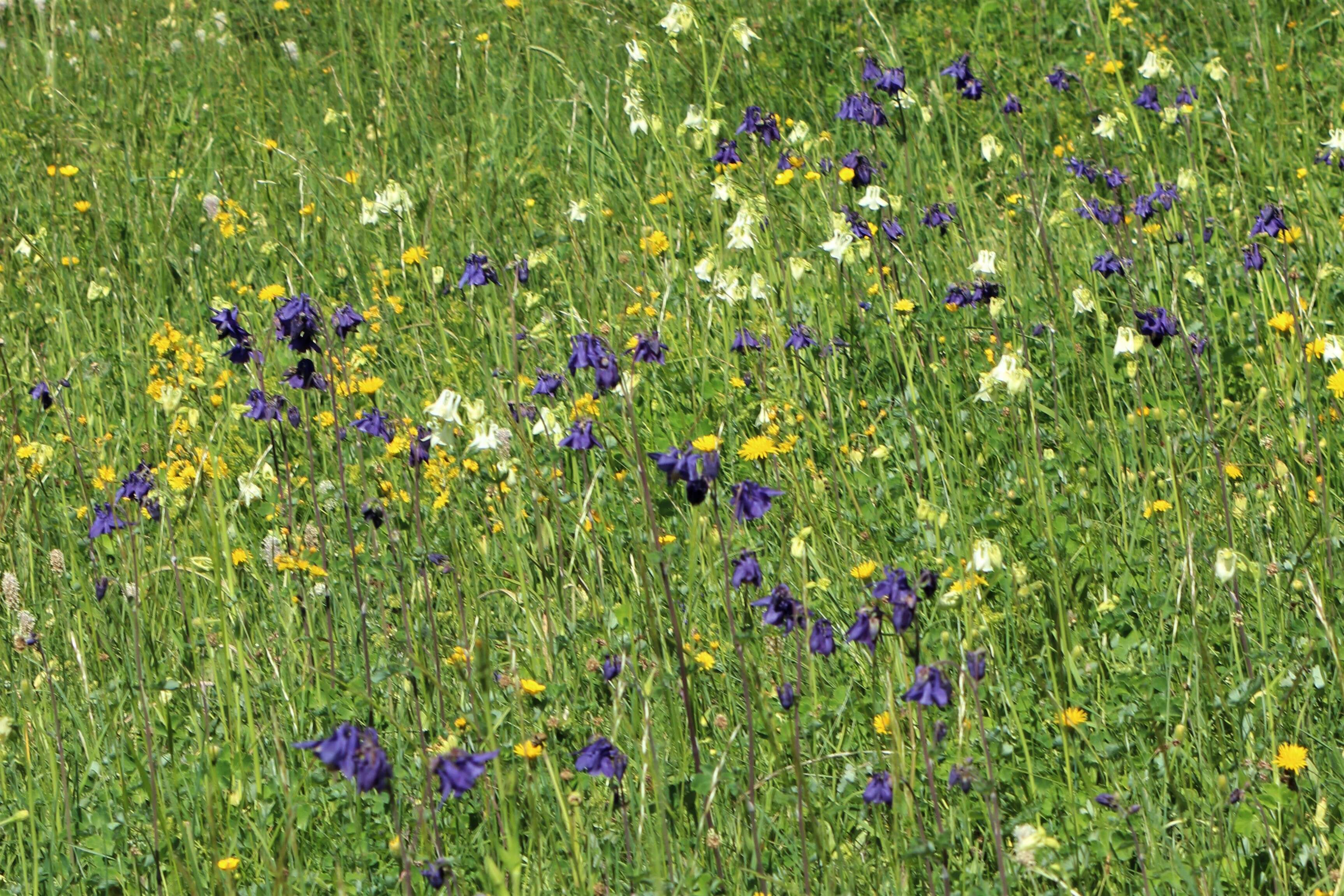 Plancia ëd Aquilegia vulgaris L.