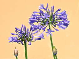 Imagem de Agapanthus africanus (L.) Hoffmanns.