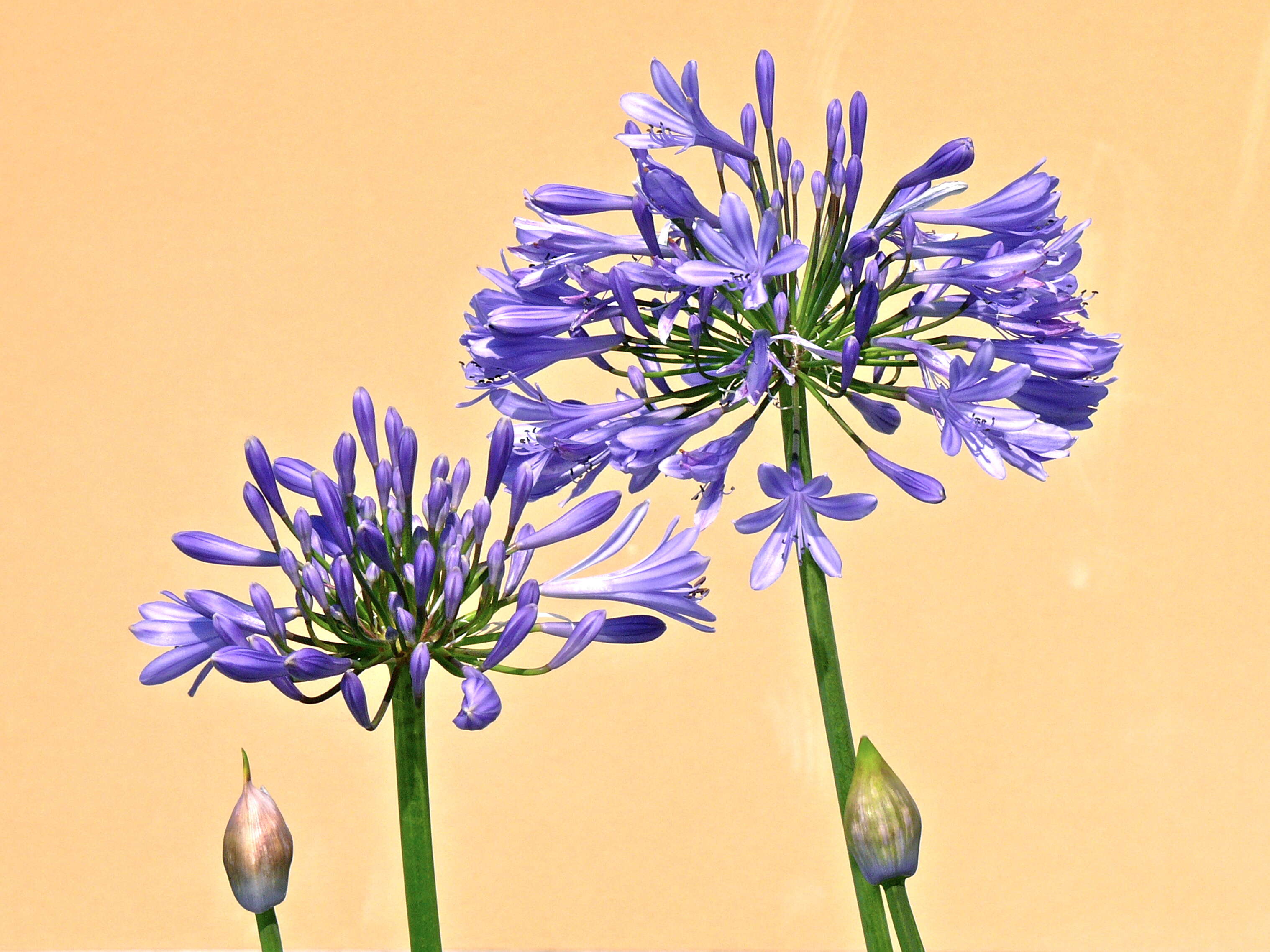 Imagem de Agapanthus africanus (L.) Hoffmanns.