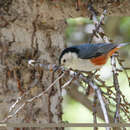 Plancia ëd Sitta leucopsis Gould 1850