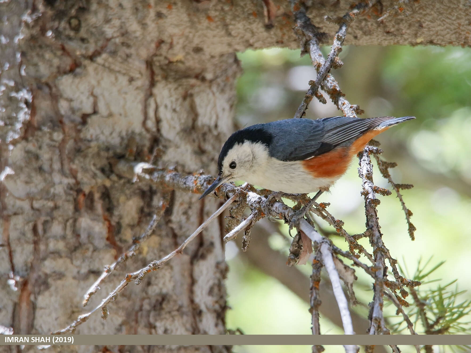 Слика од Sitta leucopsis Gould 1850