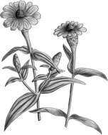 Image of narrowleaf zinnia