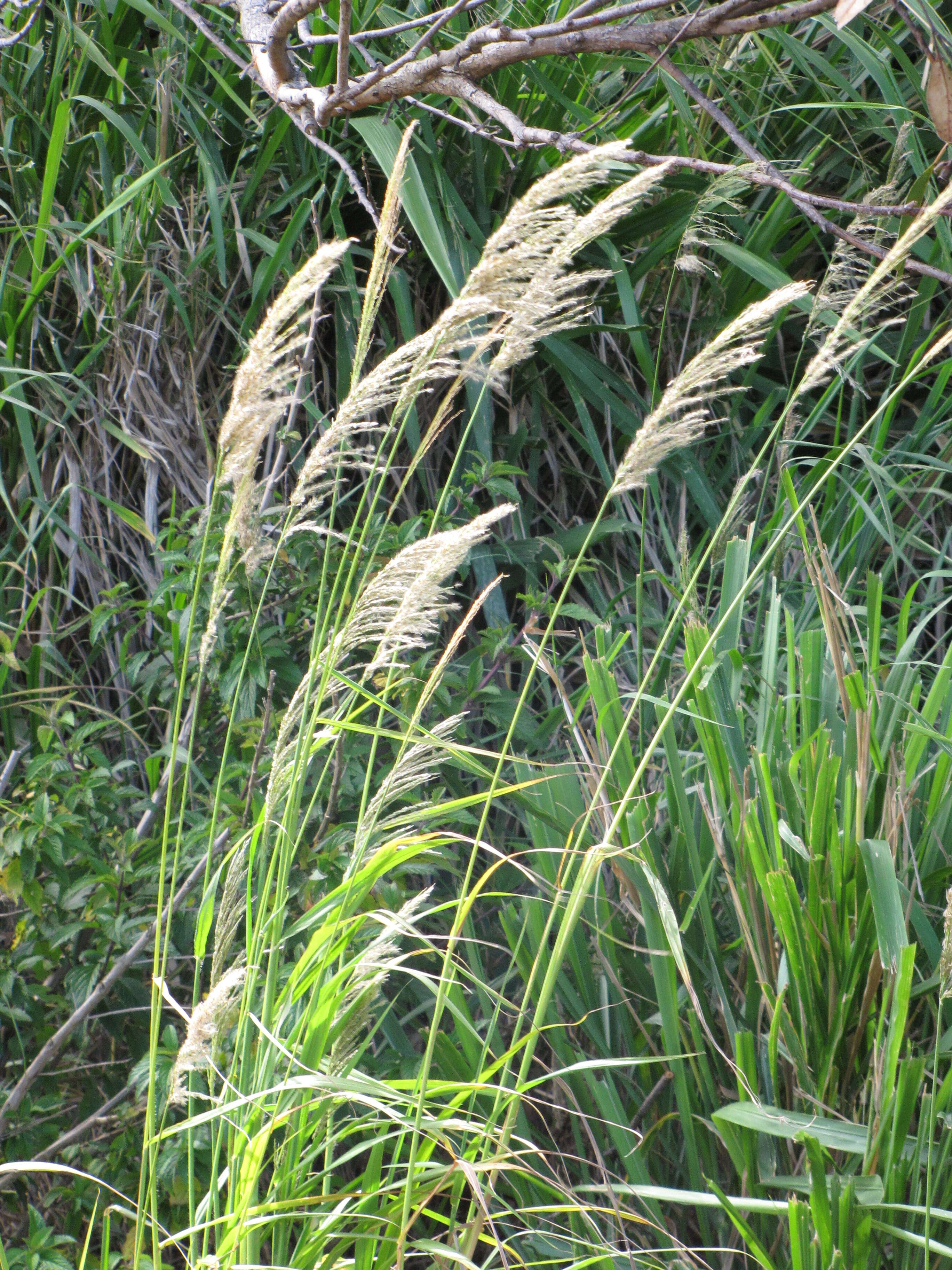 Image of sourgrass