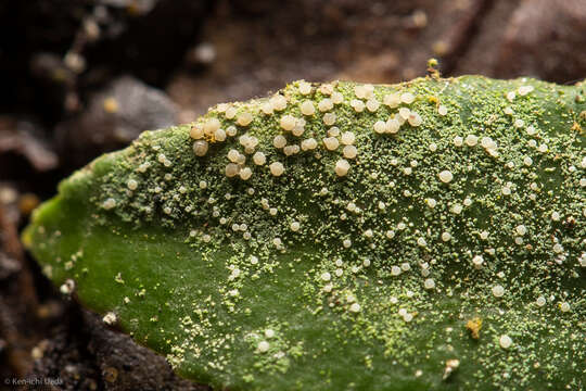 Image of Bouteille's fellhanera lichen