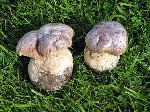 Imagem de Boletus reticulatus Schaeff. 1774