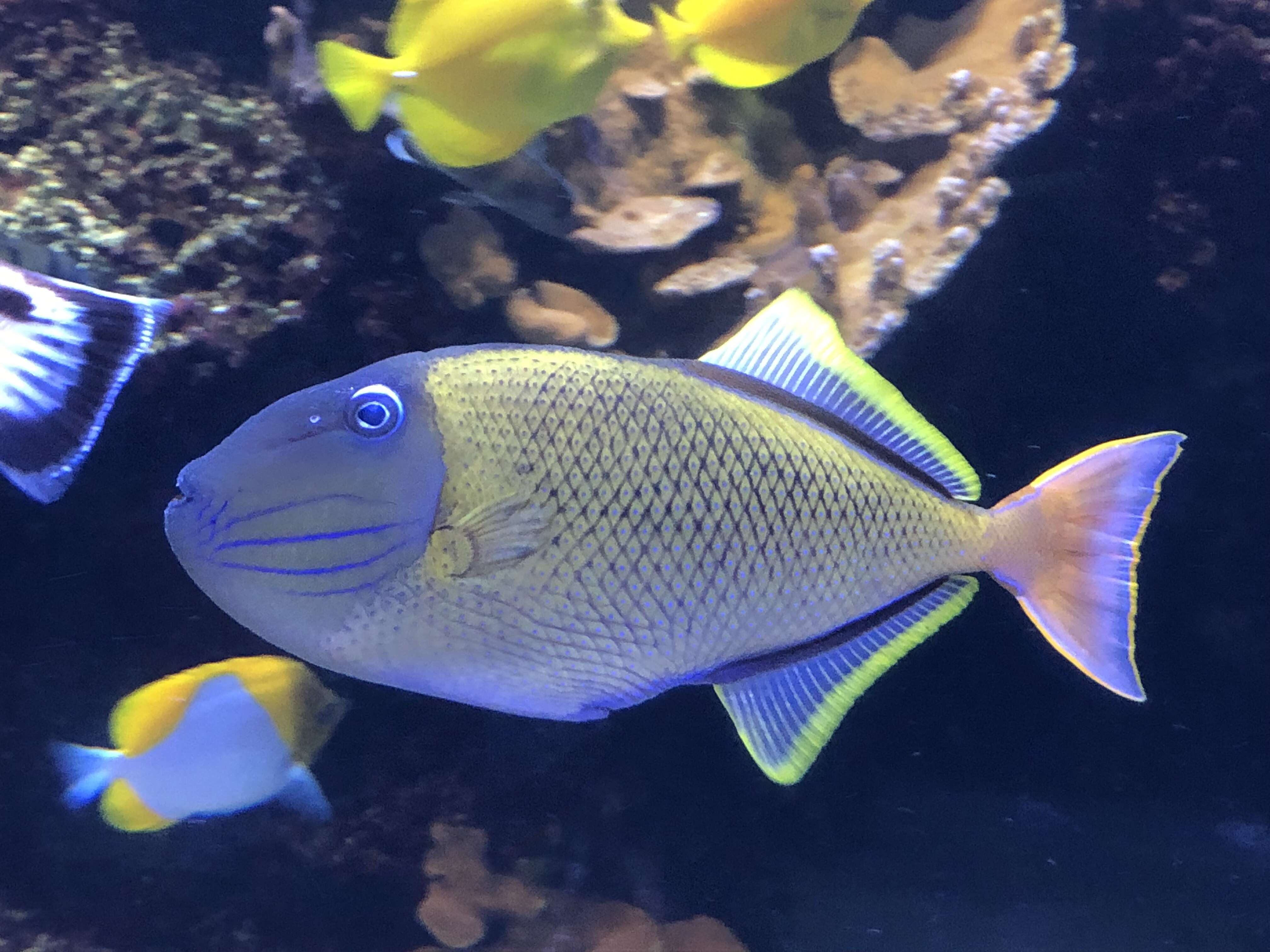 Image of Blue-throat Trigger