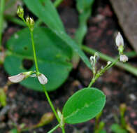 Plancia ëd Alysicarpus bupleurifolius (L.) DC.