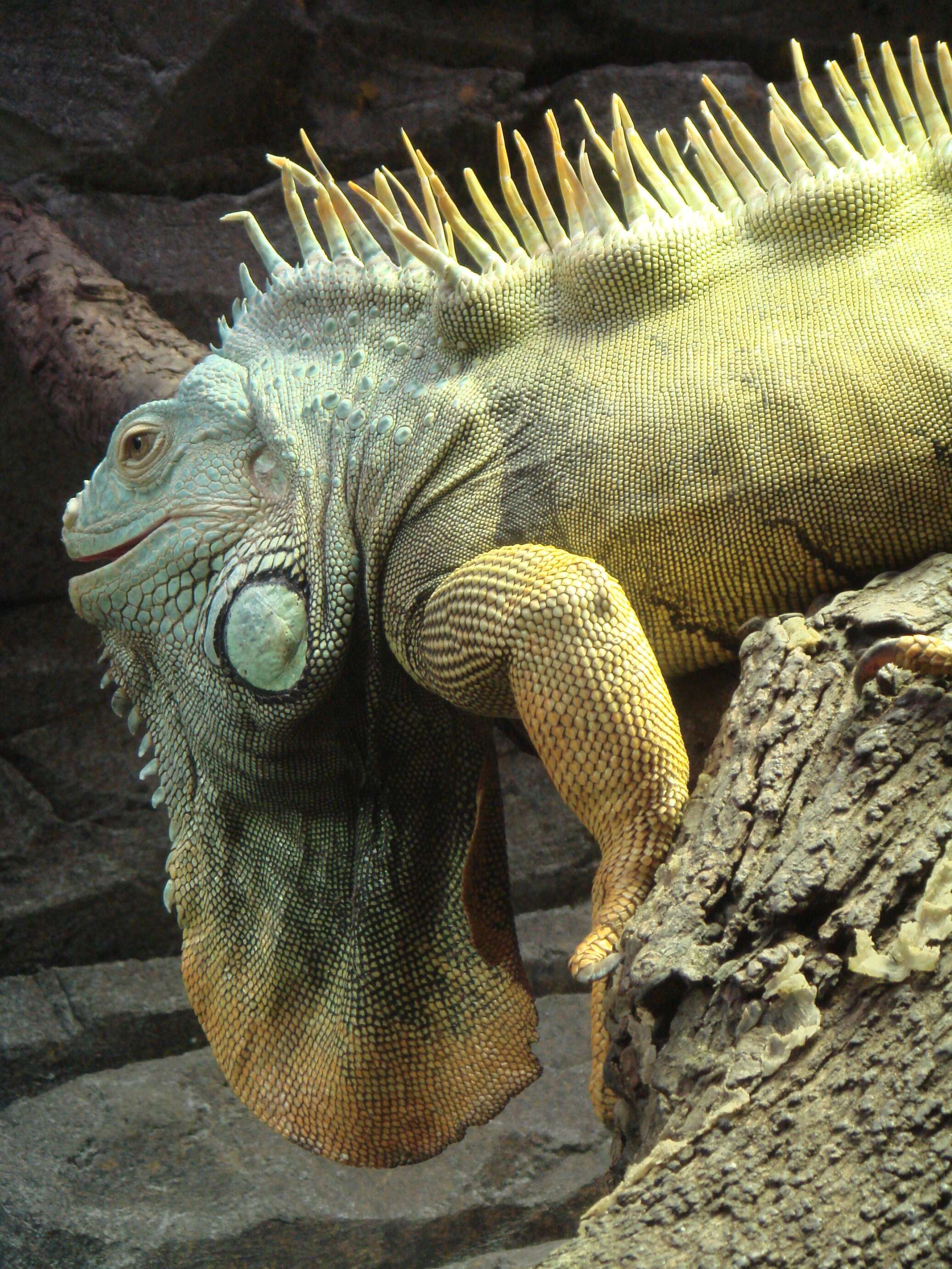 Image of iguanids