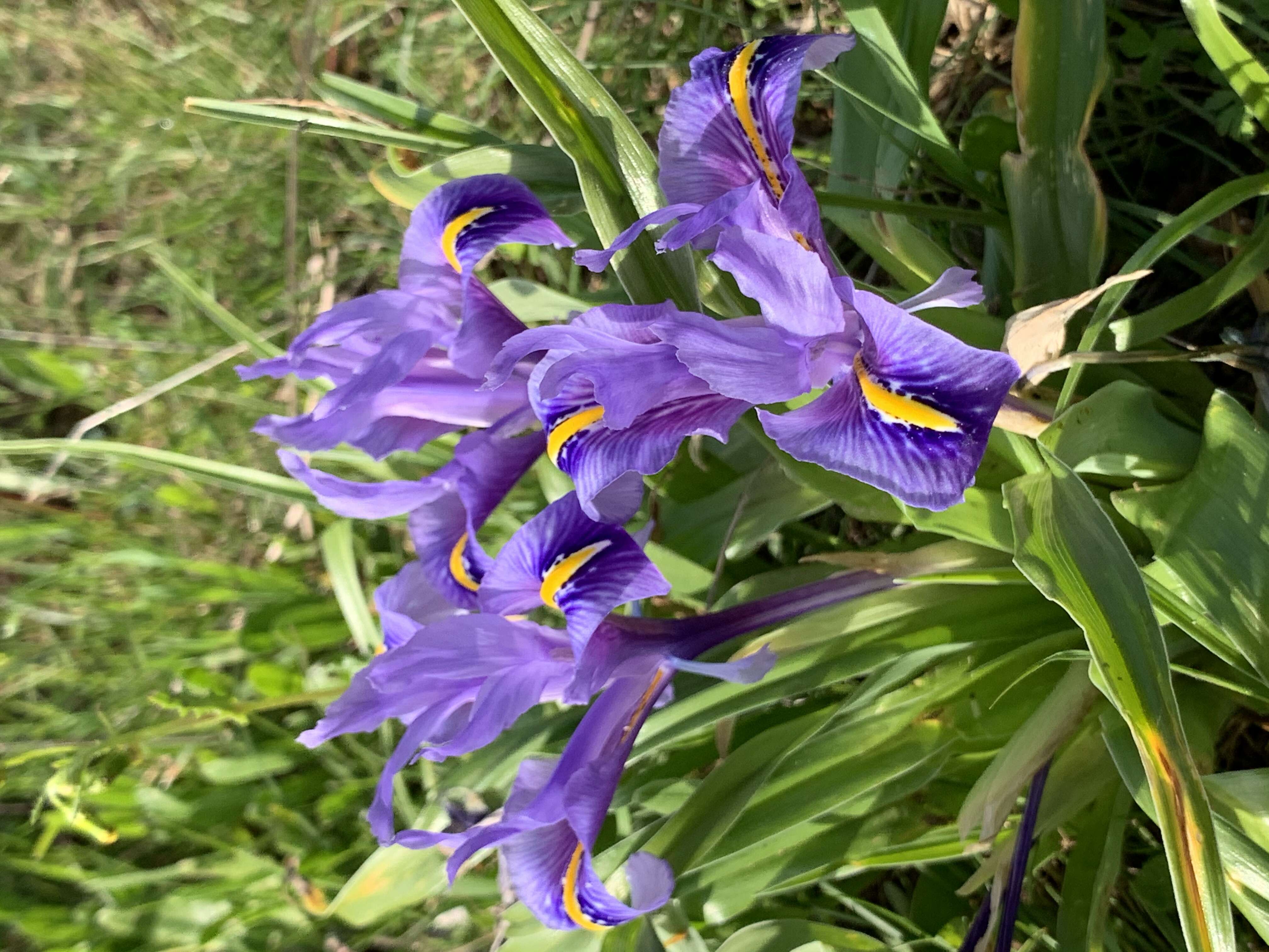 Imagem de Iris planifolia (Mill.) T. Durand & Schinz