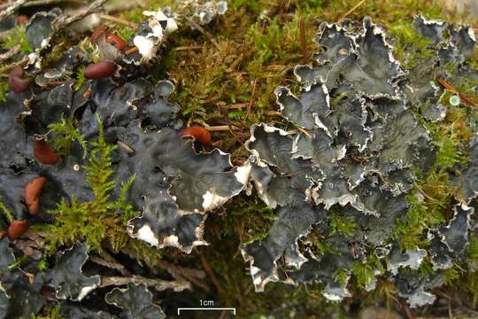 Image of Flat-fruited pelt;   Horizontal felt lichen