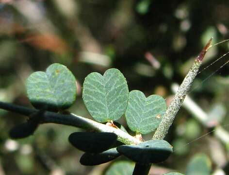 Sivun Bossiaea obcordata (Vent.) Druce kuva