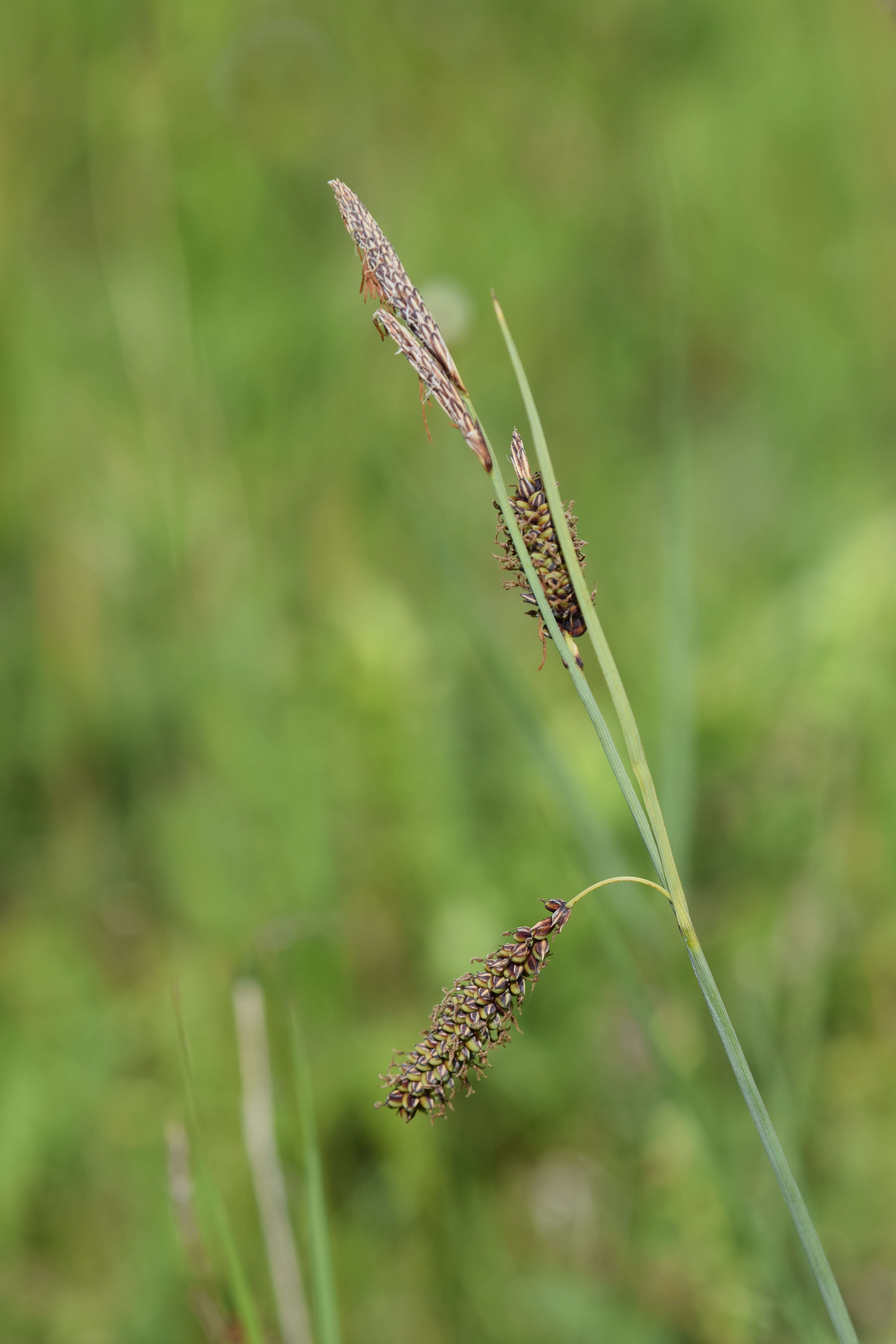 Image of glaucous sedge