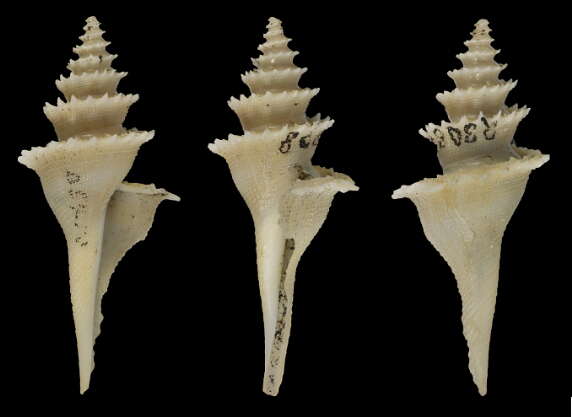 Image of Cochlespira pulchella (Schepman 1913)