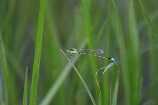 Image of Senegal bluetail