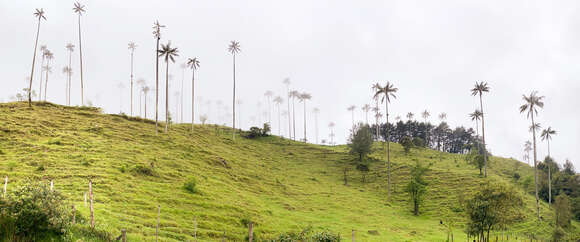 Image of Wax palm