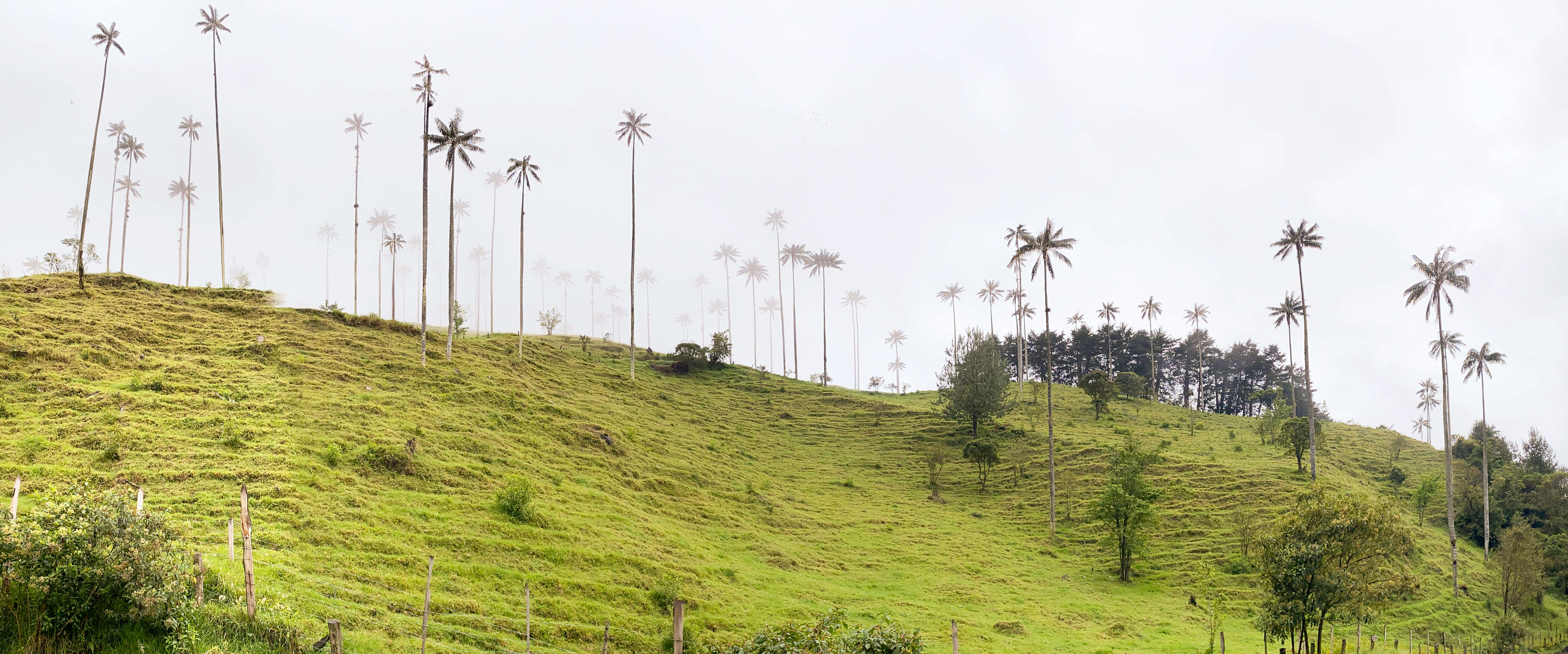 Image of Wax palm