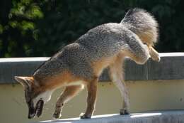 Image of Grey Foxes