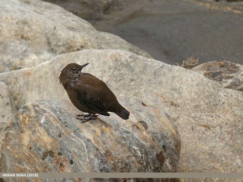 Image of Brown Dipper